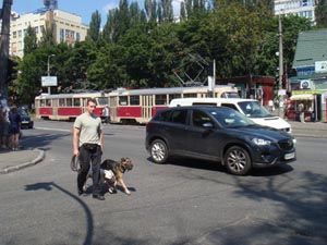 Собака, находясь у ноги хозяина, не обращает внимания на транспорт, Киев