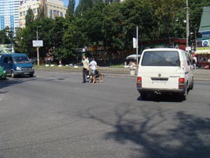 Собака должна переходить дорогу только у ноги хозяина, Киев