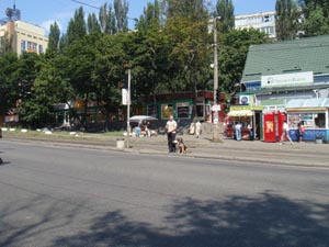 Внимание собаки приковано к хозяину при ожидании перехода, Киев