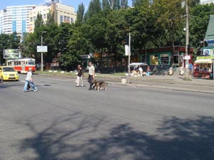 Движение через проезжую часть у ноги хозяина, Киев