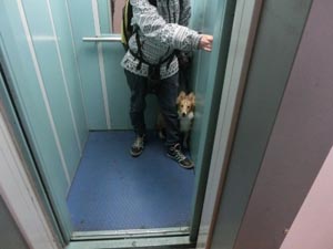 собака шелти лифт соседи