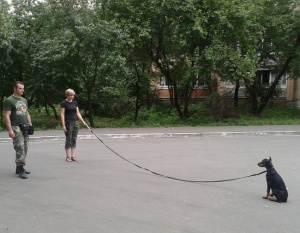 Индивидуальная дрессировка собак, Кинолог Сергей Шаргородский, Киев