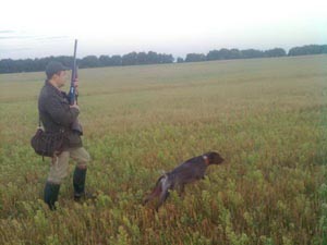 Охота с курцхааром в поле