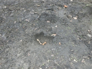Собака роет ямы во дворе